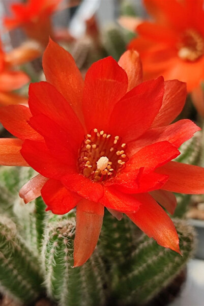 OEM Cactus Chamaecereus Silvestri