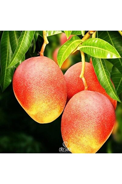 ASES FİDAN 2 YAŞ ,SAKSIDA AŞILI KEİTT MANGO FİDANI BOY 80-100CM
