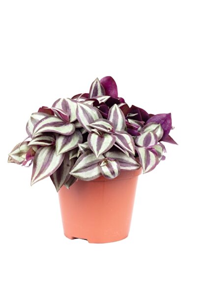 OEM Plantă "Smit Silver Sicilian", Wandering Jew, Tradescantia zebrina, Înălț...