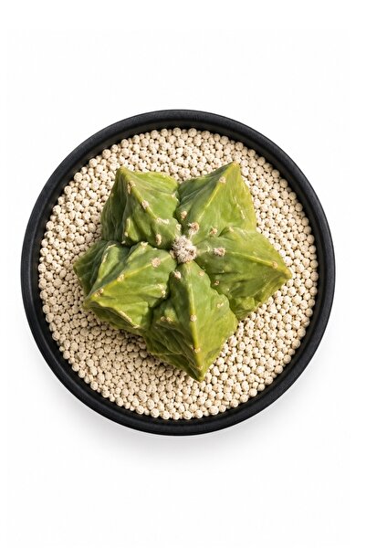 Mialys Premium Kaktüs İthal XL Astrophytum Myriostigma DEV Fukuryu – Koleksiy...