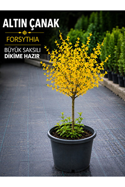 FİDANKÖY Altın Çanak Forsythia Fidanı Büyük Saksılı Sarı Çiçekli Dikime Hazır...