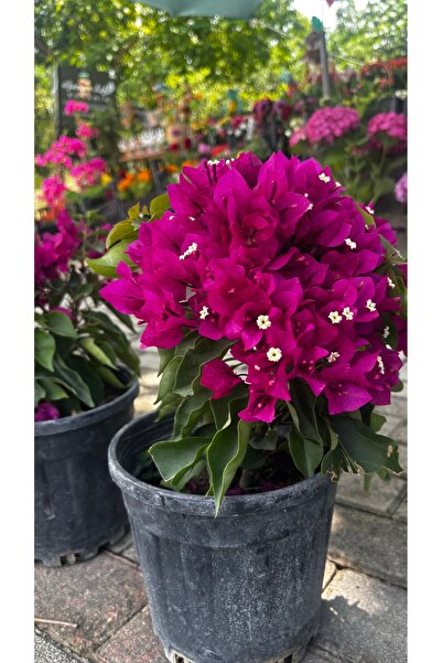 GARDENLİFEBOTANİK Bodur begonvil canlı bıtkı