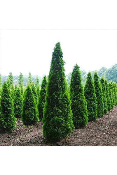DİĞER1111 MAZI ÇAMI ( 40 - 50 CM ) - TÜPLÜ