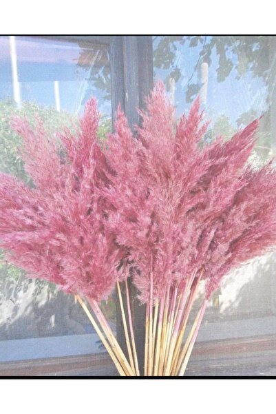 TROYA Pembe / Doğal Pampas 20 Adet 100 Cm