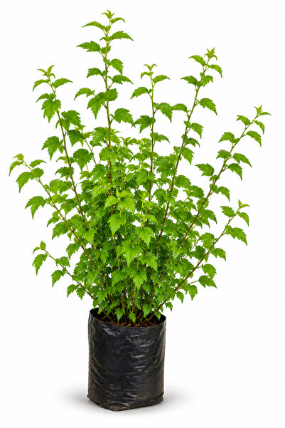 Rosemary Garden Kerria Japonica Kanarya Gülü Çiçeği Fidanı 100 cm Torbada Büy...