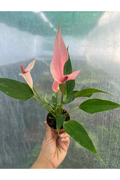 nazlı çiçekçilik Anthurium Antoryum Lily Çiçeği Mini Pembe