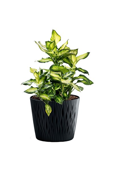 EDANTI Ghiveci rotund nisipos pentru flori, 12,8 cm + inserție, antracit