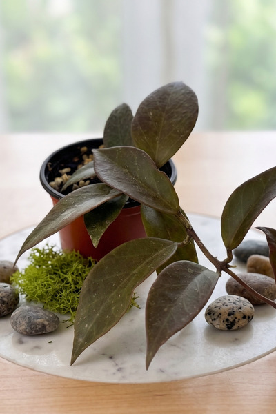 Wax Habitat Hoya Sunrise - Özel Yaprak Renklenmesi ile Mum Çiçeği - Seçkisi