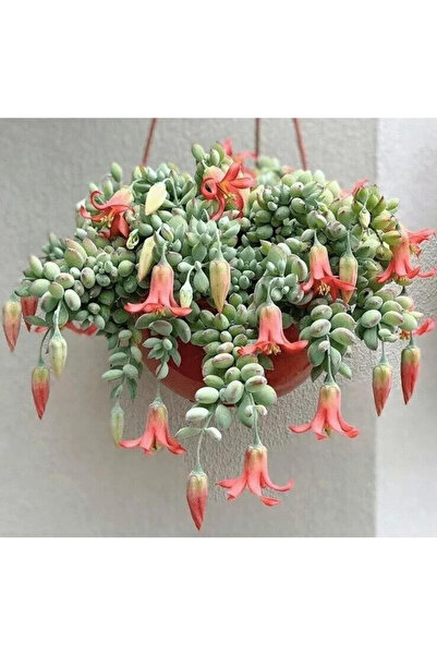 123 Oranges - Rare and Beautiful Plants That Are Drought Resistant, Perfect f...