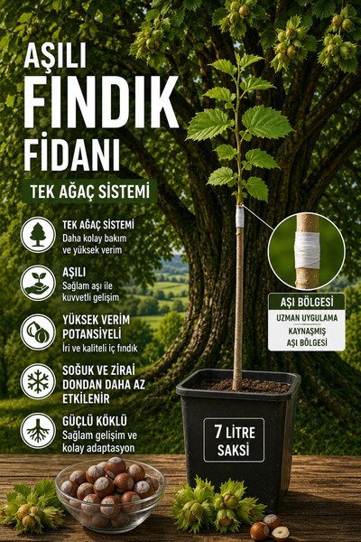 FİDANKÖY Tek ağaç aşılı fındık fidanı Corlyus Colurna buyuk saksıda