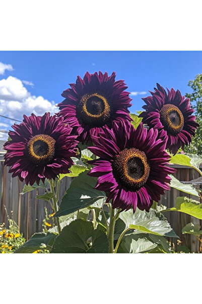 123 Local Stock 100 Seeds Teddy Bear Flower Unique Fluffy Flowers for Garden ...
