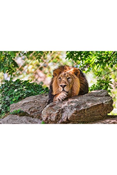 Persona Tablou canvas 100 x 70 cm, Animale model 117