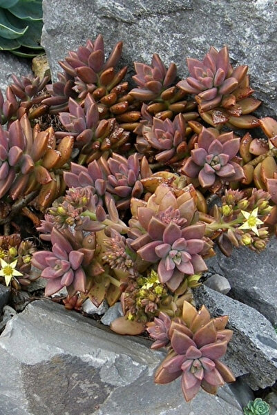 OEM Sedum Bronze, planta naturala