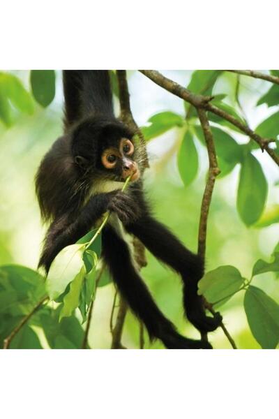Museums & Galleries Felicitare patrat cu plic Spider Monkey multicolor 0x17x17cm