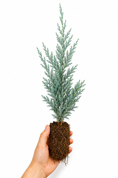 Rosemary Garden Açık kök Sabin Ardıcı Fidanı (Juniperus Sabina) 20-25 cm 5 Ad...