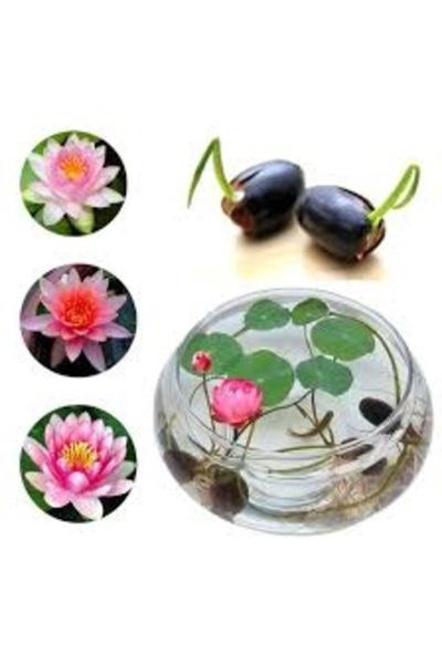 Köy Tohumları 5 Adet Tohum Nadir Bulunan Nilüfer Su Zambağı Lotus Çiçeği Tohu...