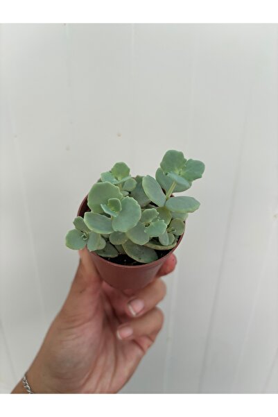 nazlı çiçekçilik Sedum Sieboldi 5,5’luk Saksıda