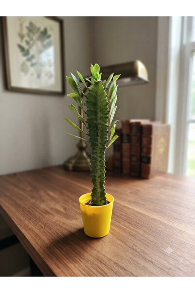 Yades Süt Ağacı: Euphorbia Trigona Canlı Ev Bitkisi Süt Kaktüsü 17-20 cm Ofis...
