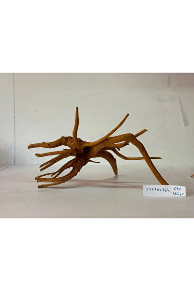 Meç Yati Kökü (No:010) [27x10x16h]