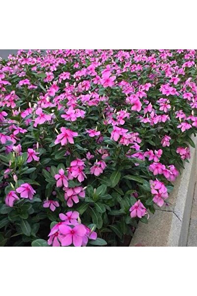 Bloom & Sow Seed بذور الفينكا الوردية المقاومة للحرارة، زهور طويلة الأمد لتزي...