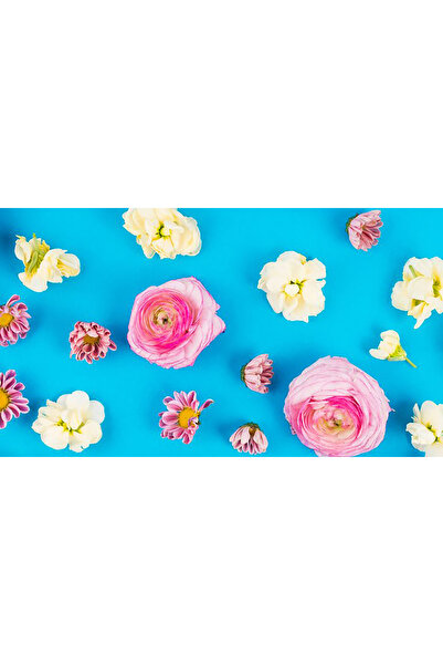 Bloom & Sow Seed بذور زهور الحوذان والأقحوان المختلطة بألوان الباستيل، ذات أز...