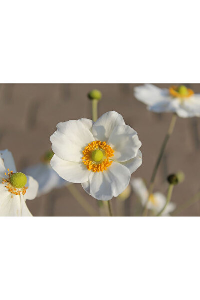 Bloom & Sow Seed بذور شقائق النعمان اليابانية البيضاء – بتلات بيضاء نقية مع أ...