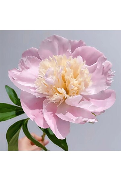 Bloom & Sow Seed Large Single Layer Peony Seeds, Garden Courtyard Balcony Fra...