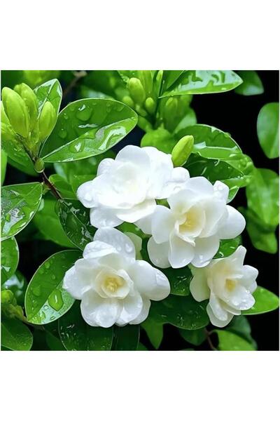 Bloom & Sow Seed High‑Fragrance White Gardenia Seeds, Glossy Green Leaves for...