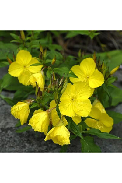 Bloom & Sow Seed Bright Yellow Evening Primrose Seeds, Hardy Perennial Wildfl...