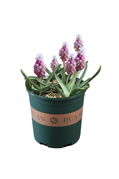 Bloom & Sow Seed Pastel Pink White Muscari Grape Hyacinth Live Potted, Cluste...