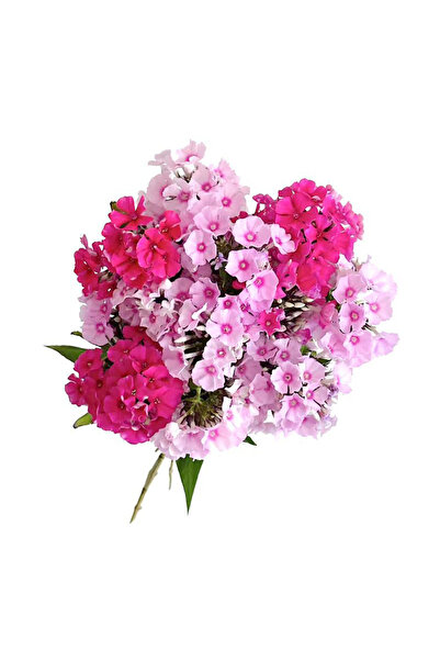 Bloom & Sow Seed Mix‑Color Tall Garden Phlox Seeds, Hardy Perennial Clustered...