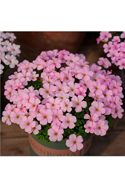 Bloom & Sow Seed Soft Pink Oxalis Seeds, Mass Blooming Ground Cover Flower, f...