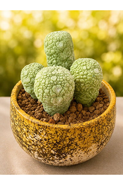 ATLANTE CACTUS Pseudolithos migiurtinus - 4’lü set