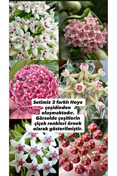 nazlı çiçekçilik 3 Renk Çiçek Açan Hoya Seti | 3 Farklı Hoya Türü | Çiçekli S...