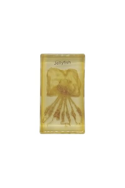 Generic Brand King Mariot Medical Equipments 1Pcs | Jellyfish Specimen | Smal...