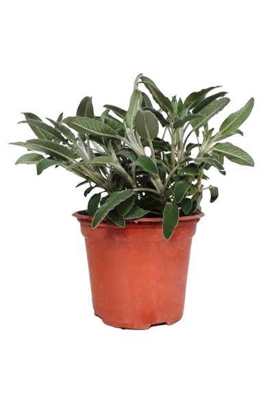 BİORGANİX Saksılı Tıbbi Adaçayı Fidanı 10-20 cm 5 Adet