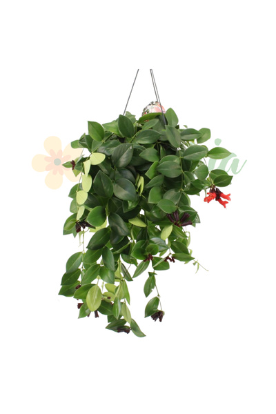 Eufloria Aeschynanthus 'Mona Lisa' Ø15cm