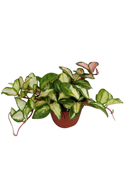 Eufloria Hoya carnosa 'Tricolor' ('Krimson Princess') Ø12cm