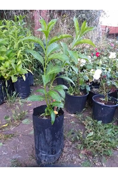 Genel Markalar Gece Yasemini Melisa Çiçeği Fidanı 10-20 cm