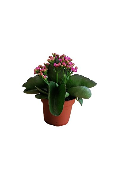 Genel Markalar Kalanchoe Kalanşo Çiçeği (Mor Çiçekli) Fidanı 10-20 cm
