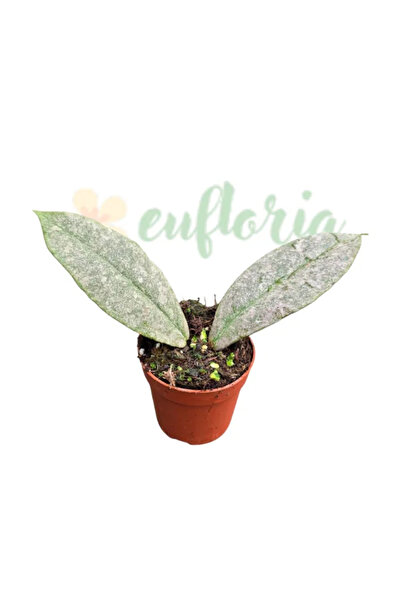 Eufloria Hoya mitrata 'Silver' Ø8cm