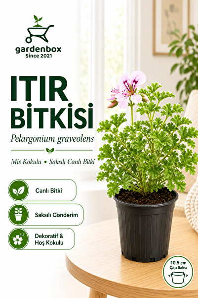 Geranium Seedling Rose / Lemon Fragrant Sineksavar