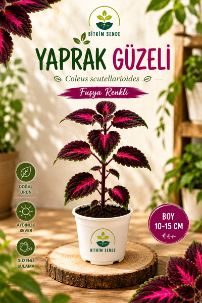 Gardenbox Cam Güzeli-Yaprak Güzeli Çiçeği 1 ADET Saksılı 10-20Cm