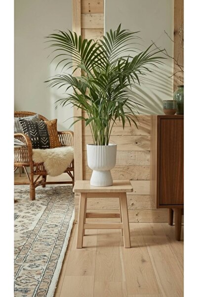 Bliss Lotus Vazo Saksı 1,8 Litre Plastik Çiçek Saksısı Salon Saksısı