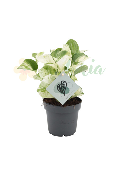 Eufloria Epipremnum 'Manjula' Ø12cm