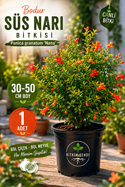 Bitkim Sende Videolu Bodur Süs Narı 1. Kalite 30-60 Cm Saksılı Çiçekli Bodur ...