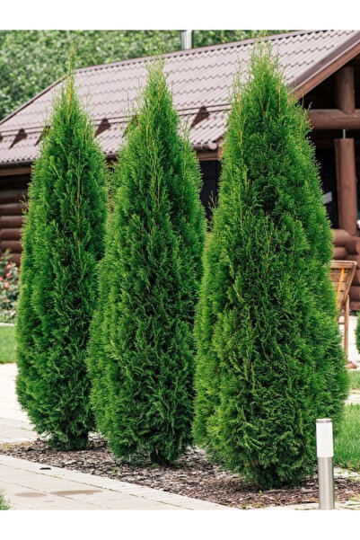 YILDIZ BOTANİK 10 Adet Smargat Mazı Fidanı Thuja Occidentalis Smaragd Çam Ağa...