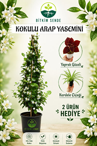 Bitkim Sende Kampanyalı Mis Kokulu Arap Yasemini 1 Adet Kurdele Çiçeği-yaprak...