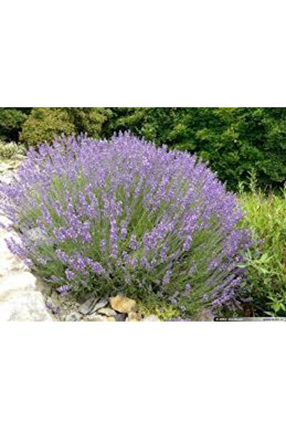 Tunç Botanik LAVANTA FİDANI 20 ADET - SAKSIDA 20-30 cm