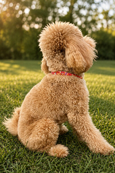 JesPawty JesSpecial Kırmızı İp Halat Kedi Köpek Kolyesi Charm Uçlu